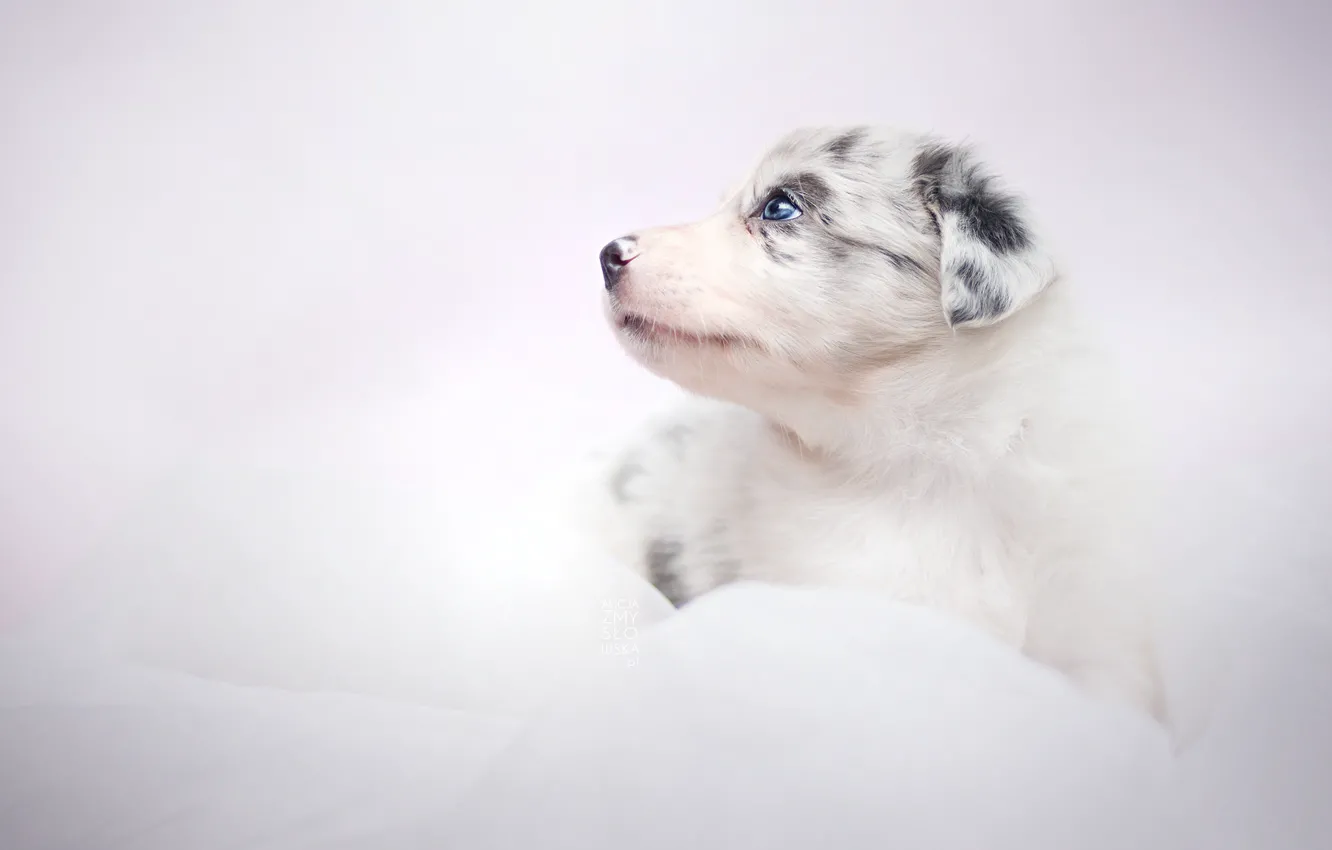 Photo wallpaper look, dog, puppy