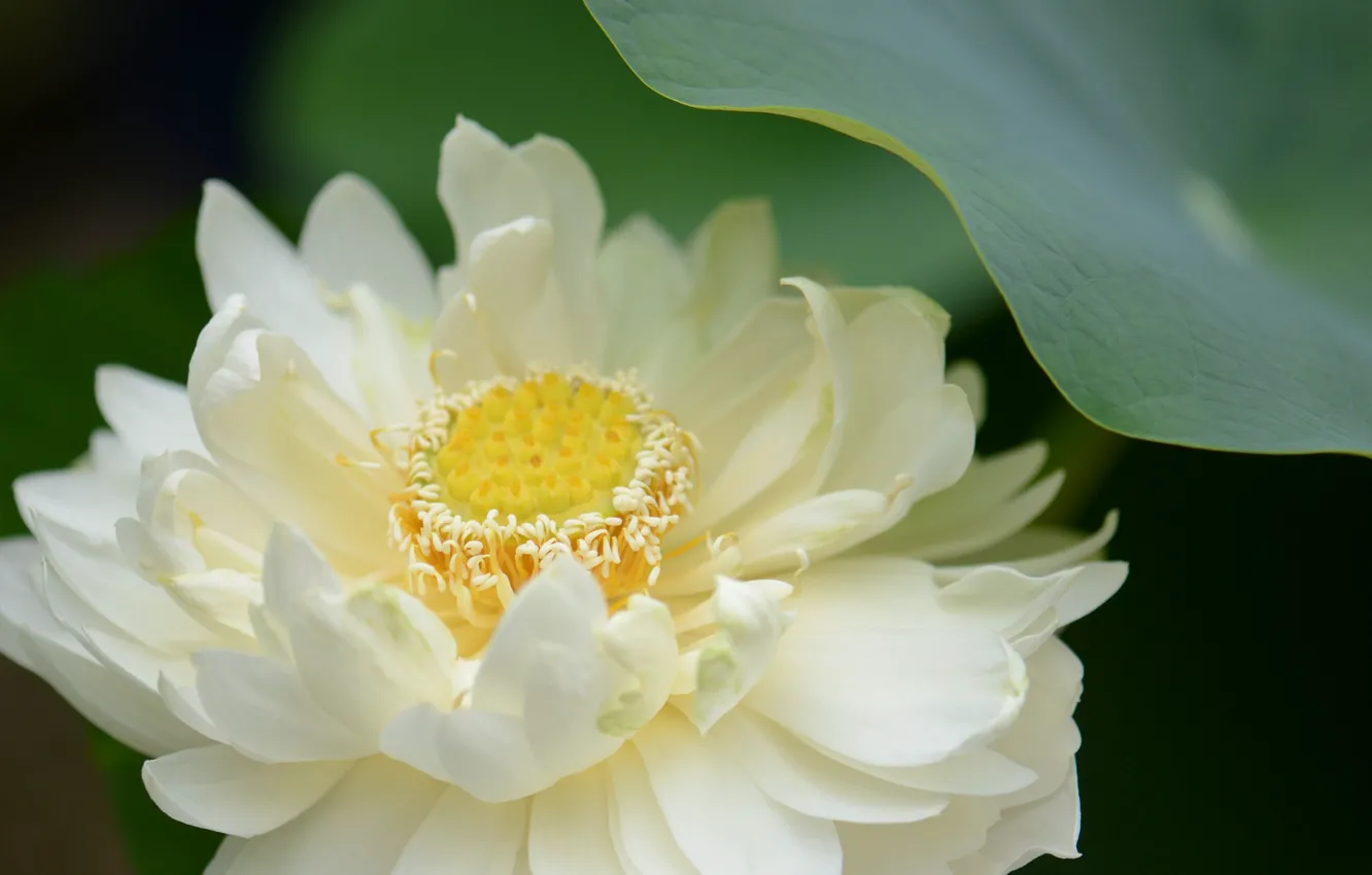 Photo wallpaper white, flower, gentle, petals, Lotus