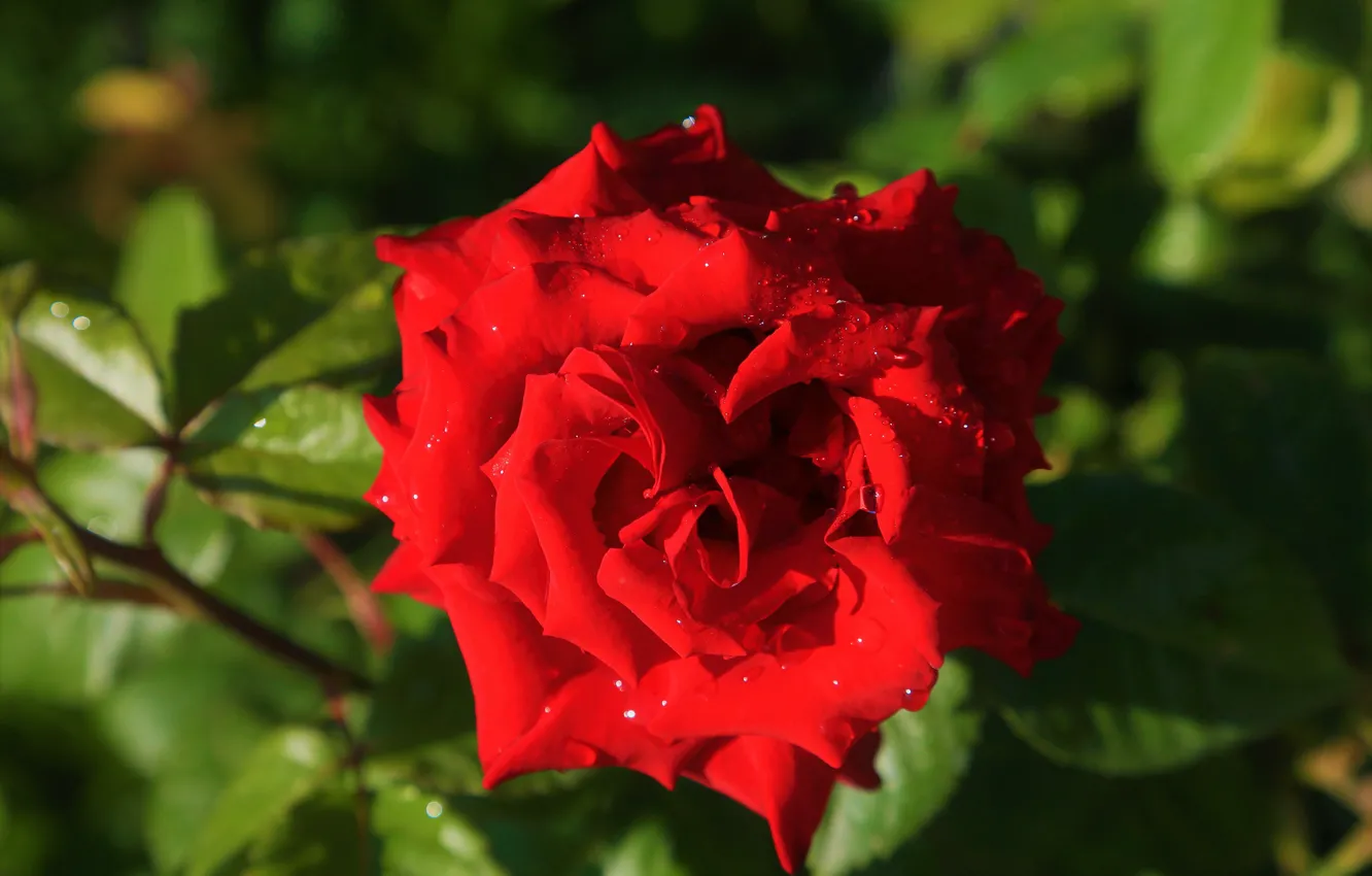 Photo wallpaper bright, roses, flowers, red, green, light, background, garden