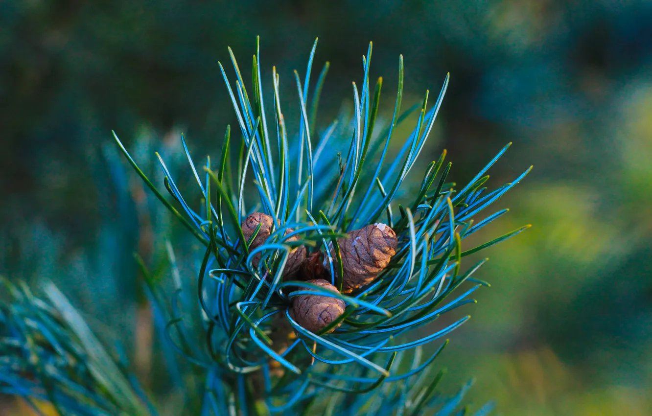 Photo wallpaper pine, twig, cone