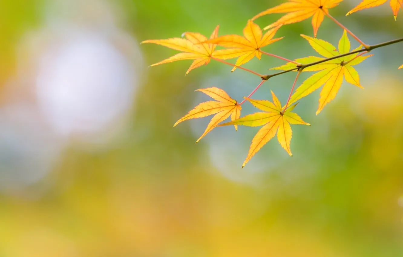Photo wallpaper autumn, leaves, macro, branches, yellow, color, maple