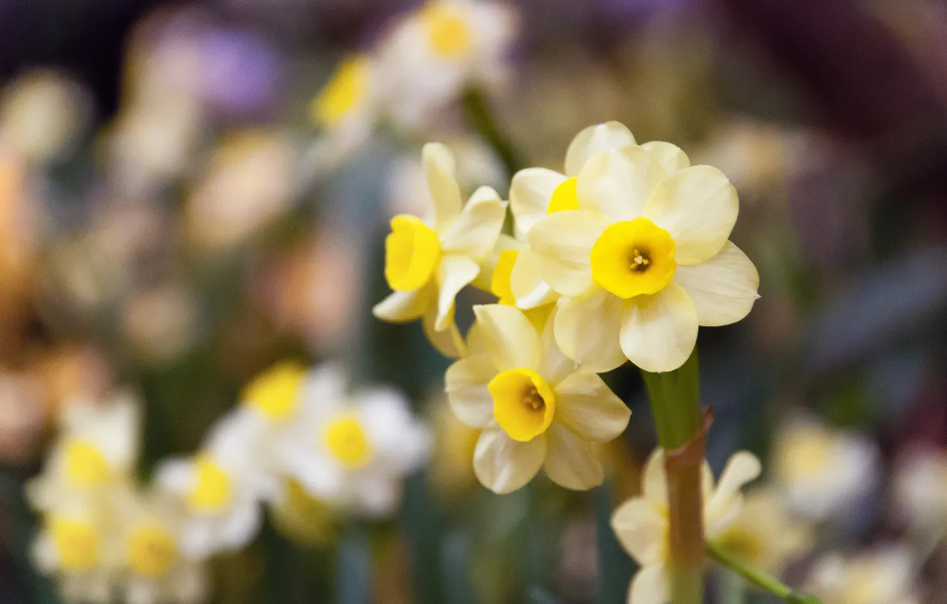 Photo wallpaper macro, yellow, spring, daffodils
