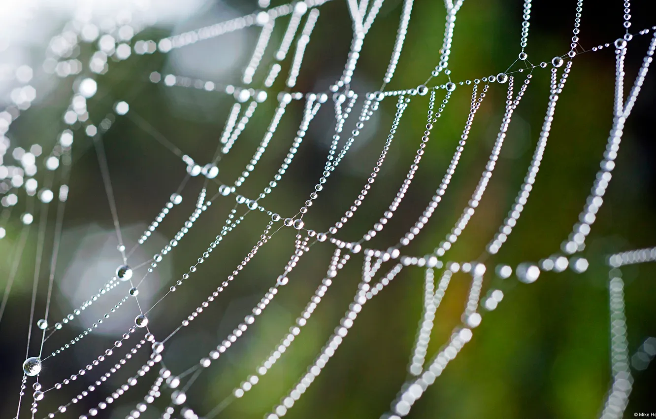 Photo wallpaper nature, Rosa, web