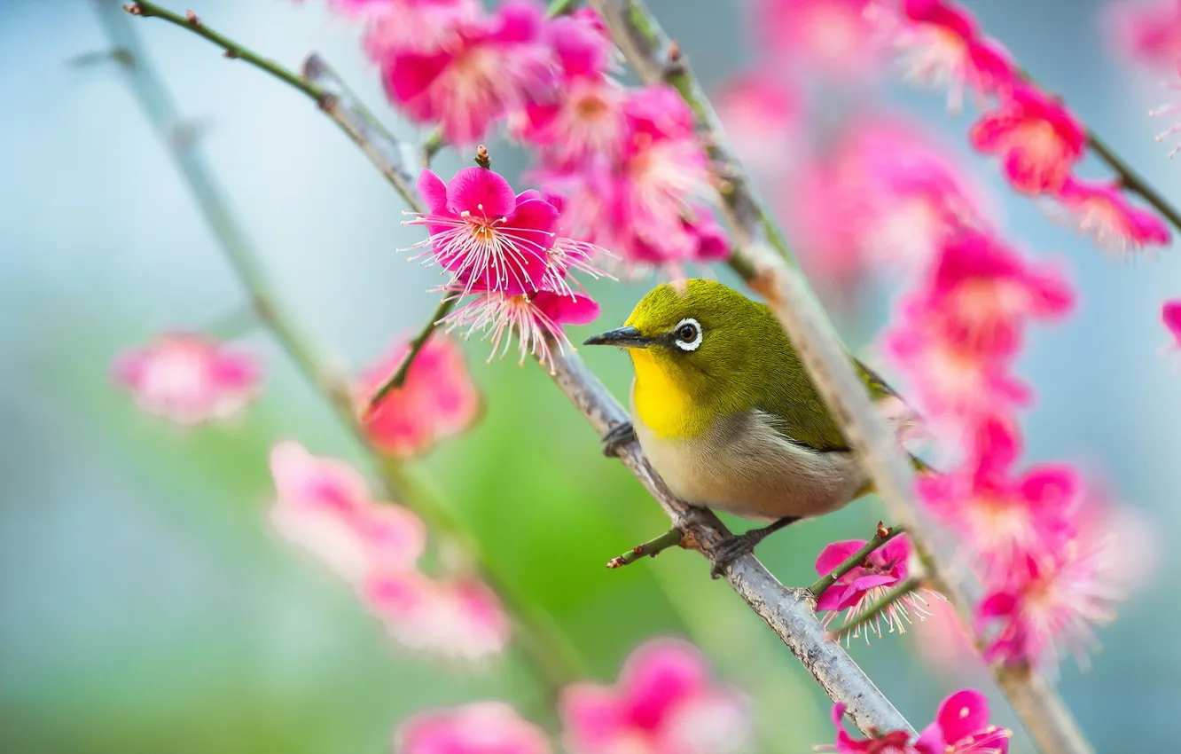 Photo wallpaper macro, nature, bird