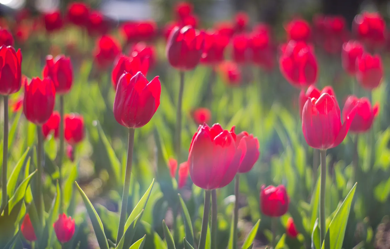 Photo wallpaper flowers, blur, tulips