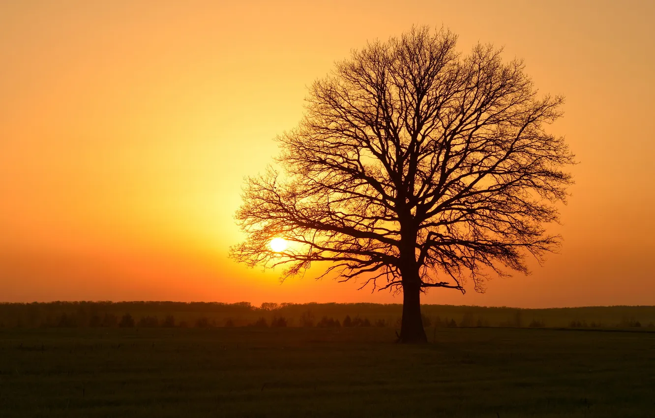 Photo wallpaper trees, landscape, sunset, nature