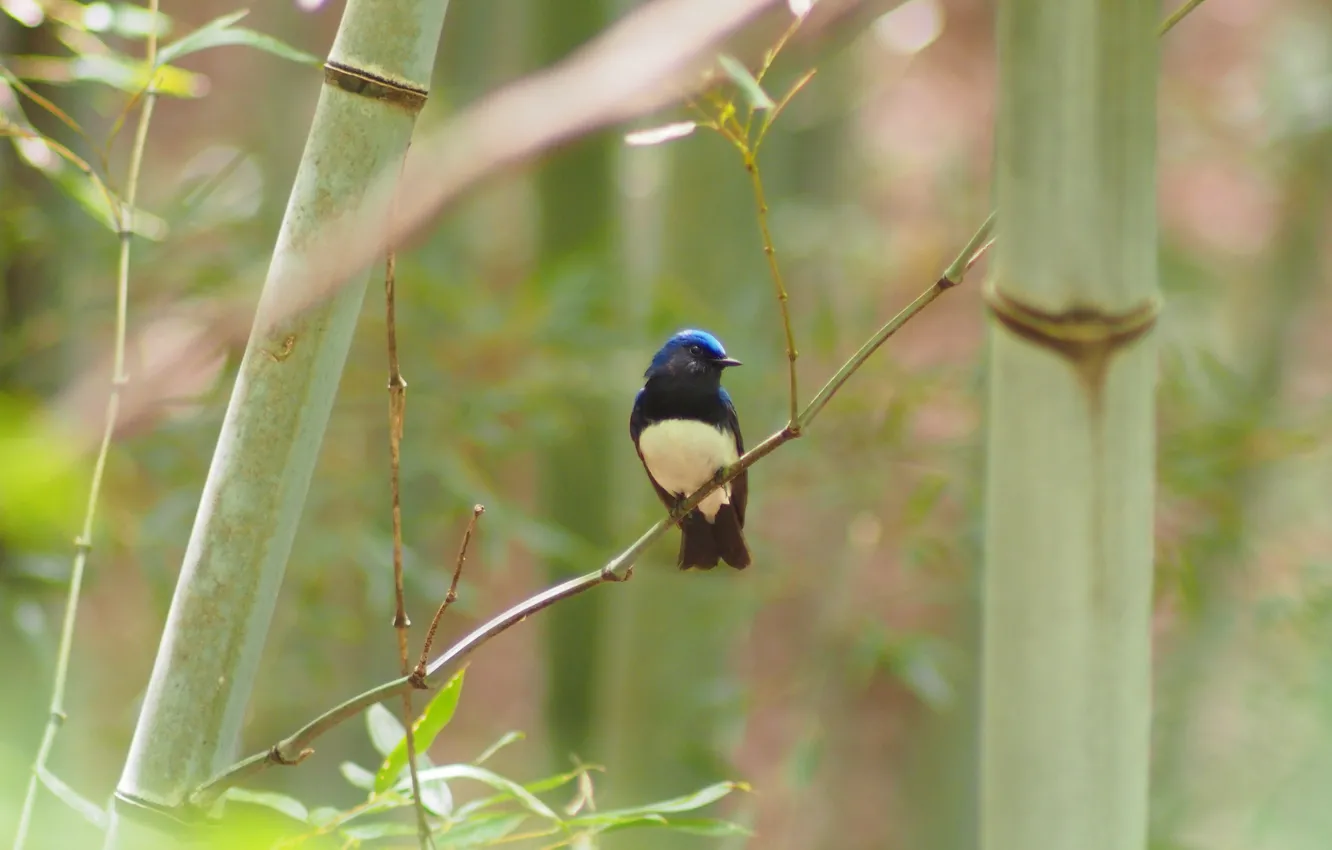 Photo wallpaper bird, branch, bamboo, Flycatcher