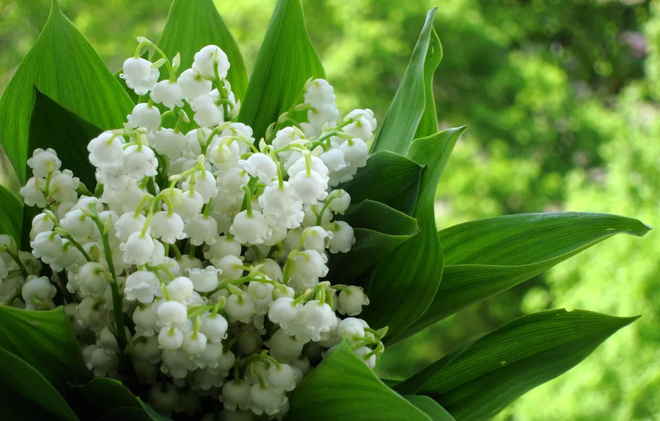 Photo wallpaper background, bouquet, blur, lilies of the valley, spring
