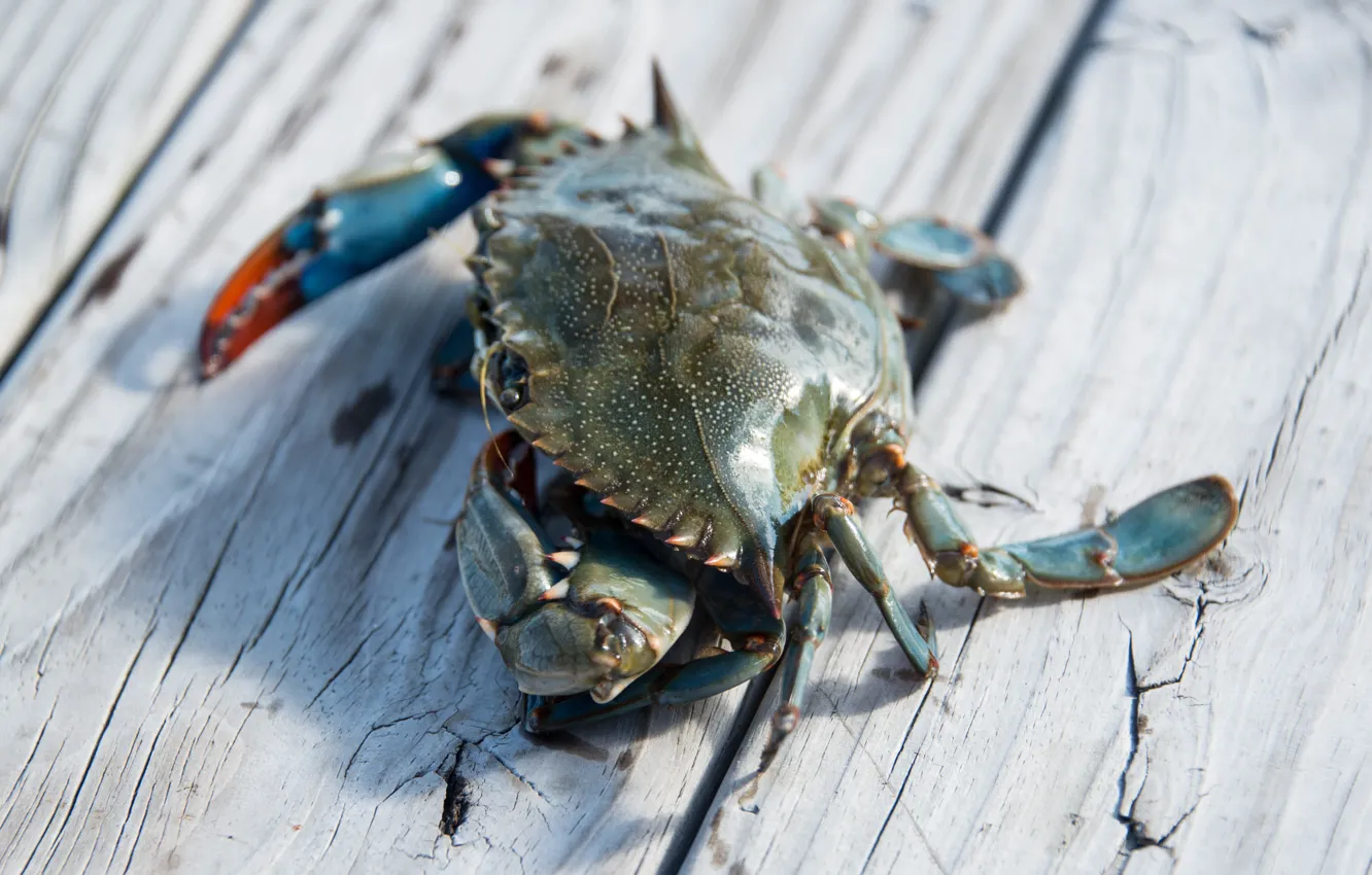 Photo wallpaper exoskeleton, wood, crab, claws