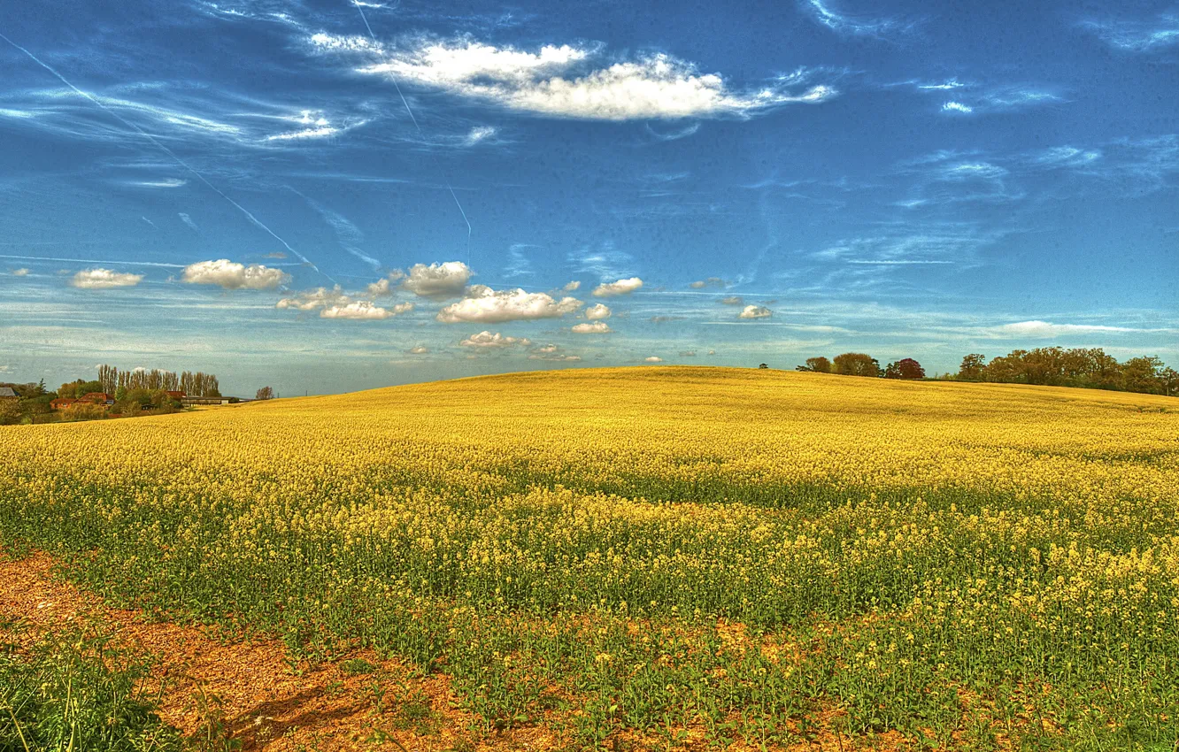 Photo wallpaper field, nature, spring, sky, field, landscape, flowers, rape