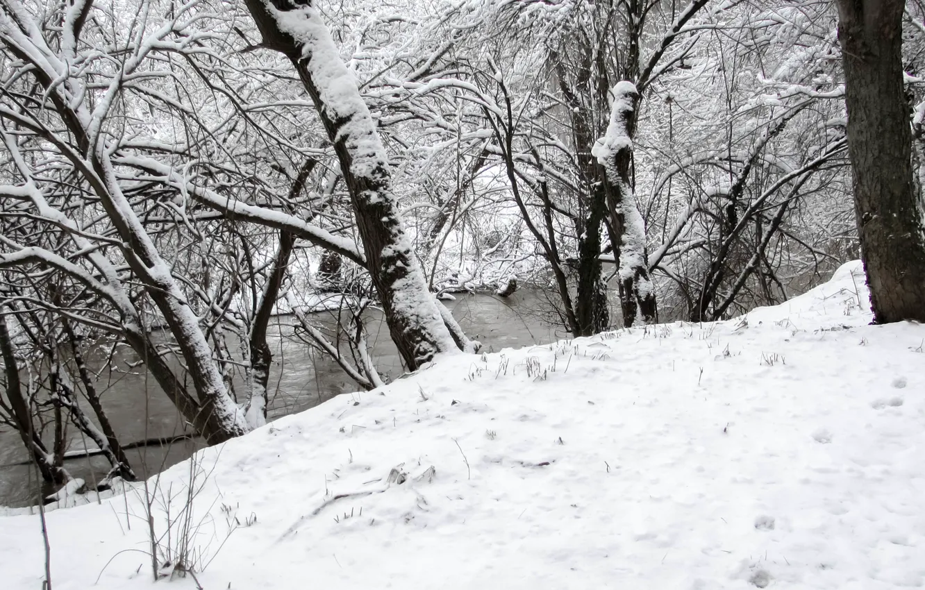 Photo wallpaper forest, river, winter, snow, Bulgaria