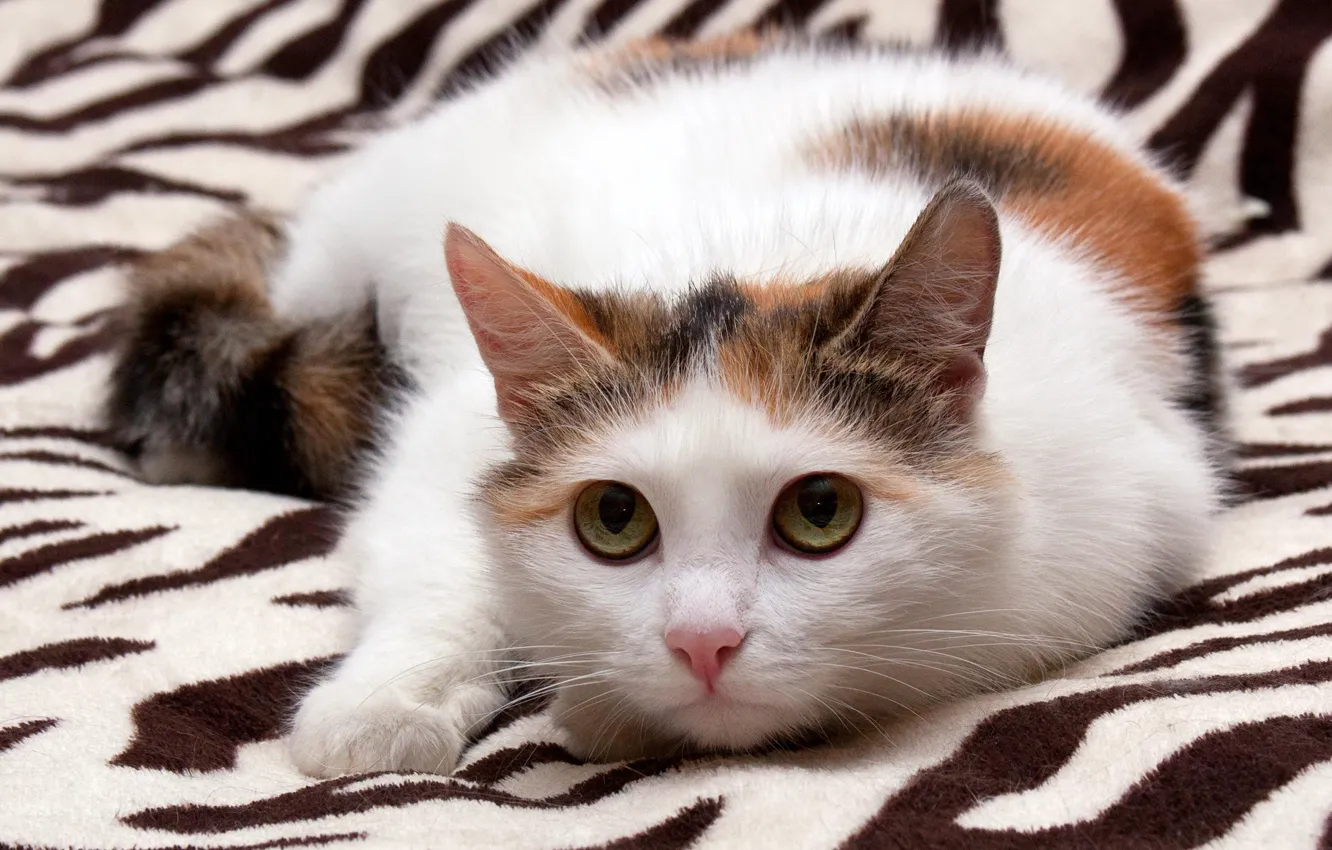 Photo wallpaper cat, white, eyes, cat, look, strips, blanket, Zebra