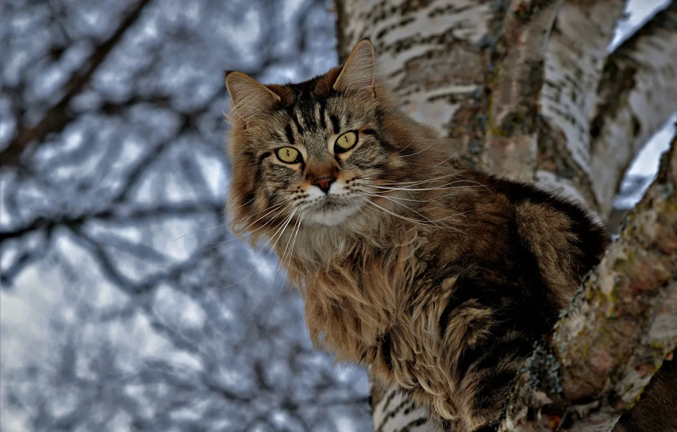 Photo wallpaper cat, cat, look, tree, birch, on the tree