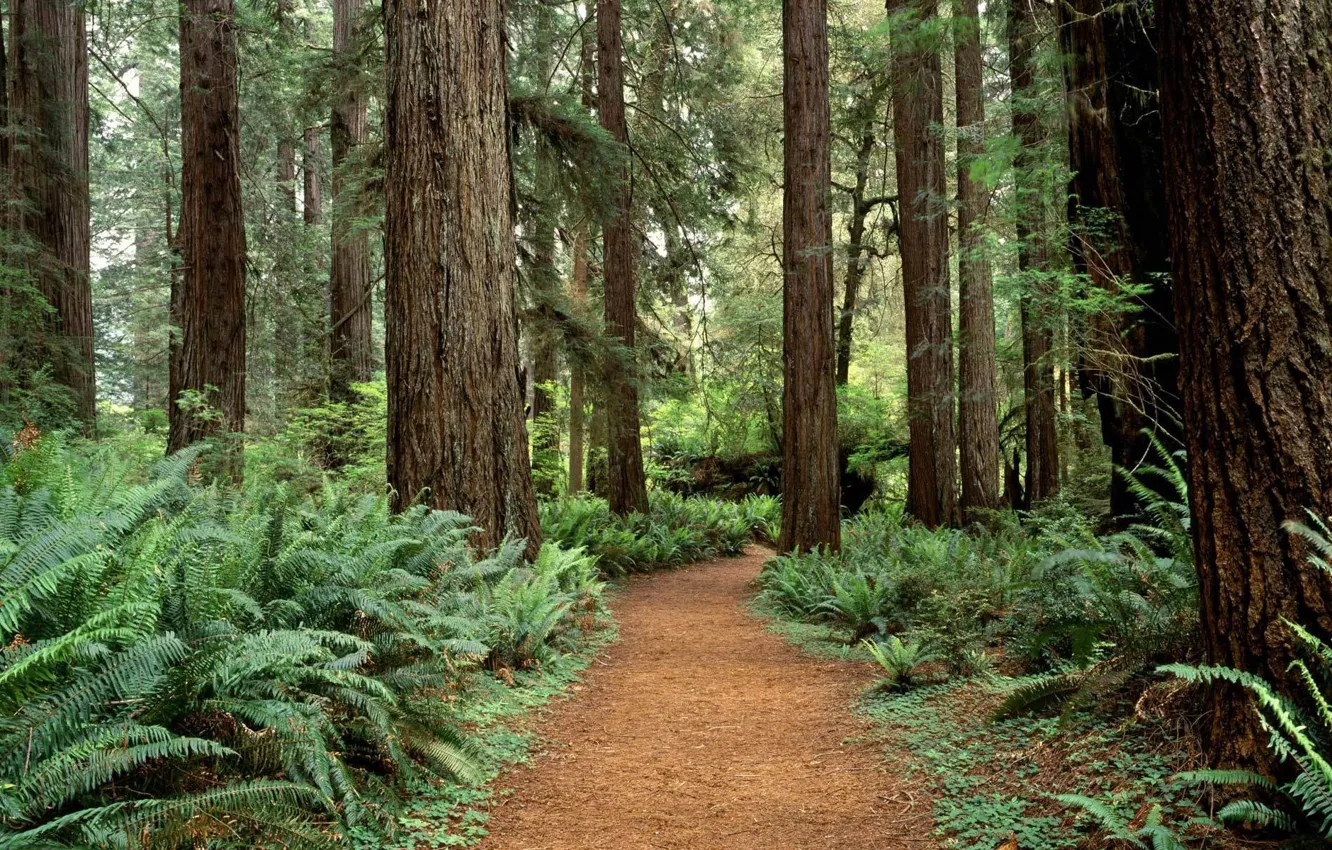 Photo wallpaper forest, trees, Washington
