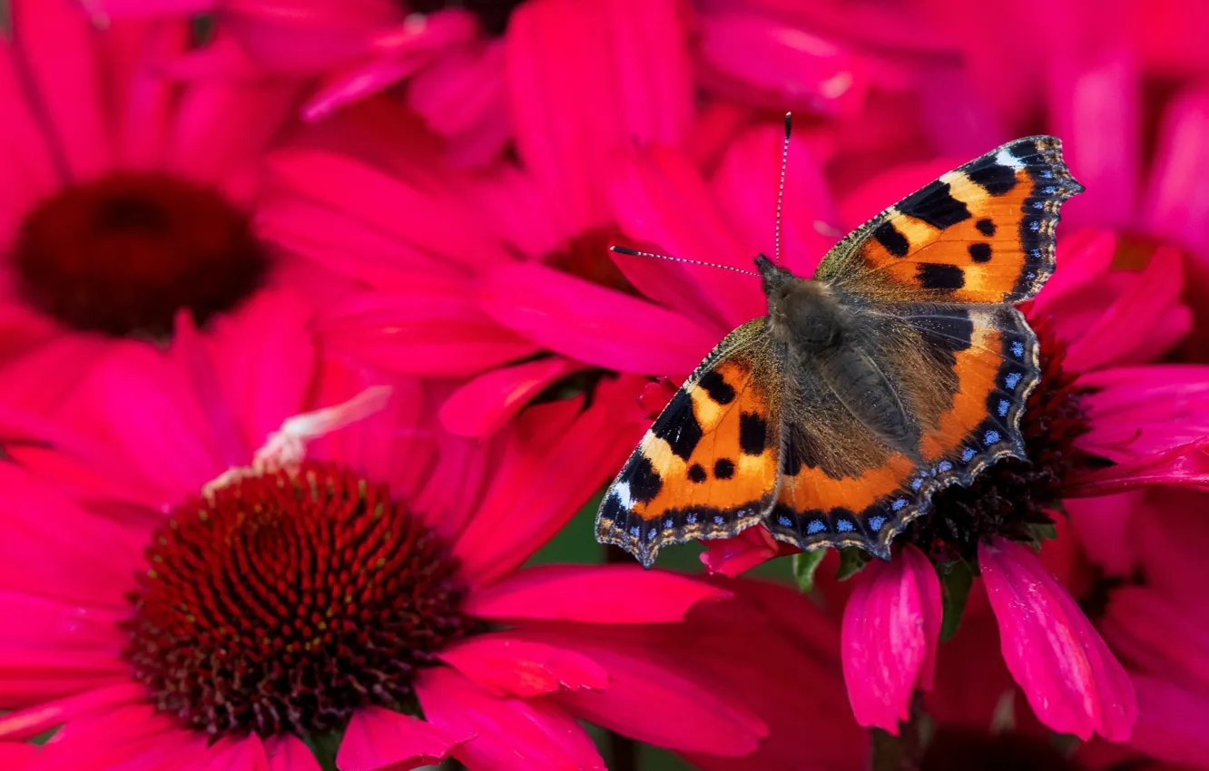 Photo wallpaper summer, macro, flowers, butterfly, bright, petals, pink, rudbeckia