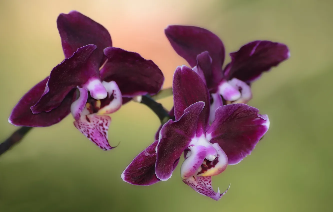 Photo wallpaper sprig, Orchid, floral mood