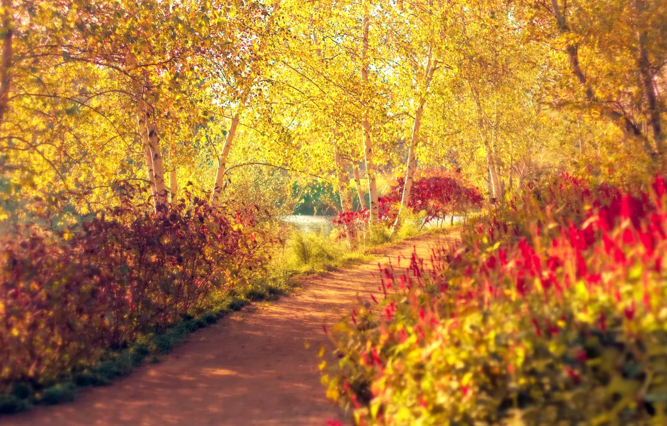 Photo wallpaper autumn, trees, Park, track, birch, path, the bushes