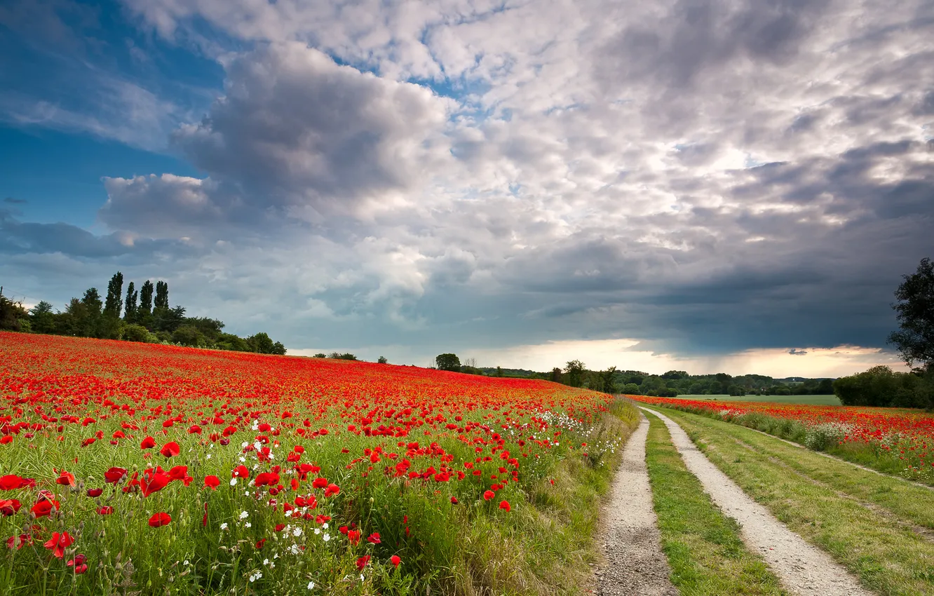 Photo wallpaper field, summer, the sky, flowers, nature, view, Maki, dal