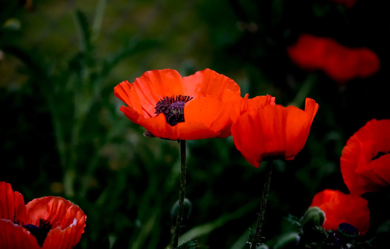 Photo wallpaper summer, flowers, close-up, red, nature, the dark background, Mac, Maki