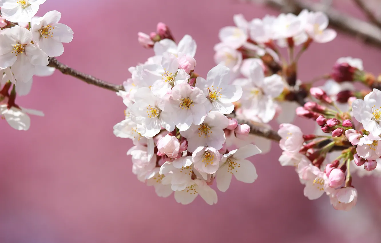 Photo wallpaper macro, cherry, branch, spring, Sakura, flowering