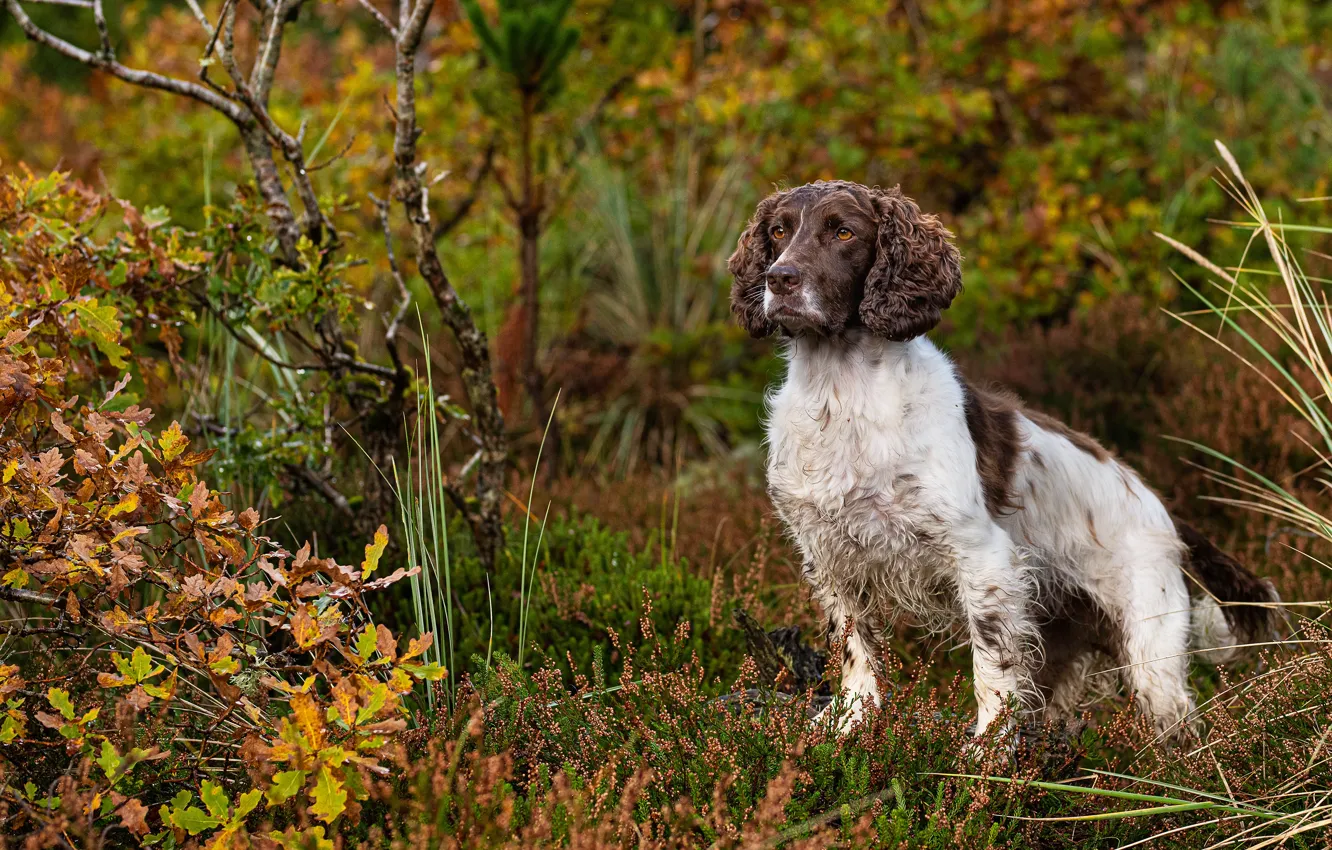 Photo wallpaper autumn, forest, look, branches, pose, glade, foliage, dog