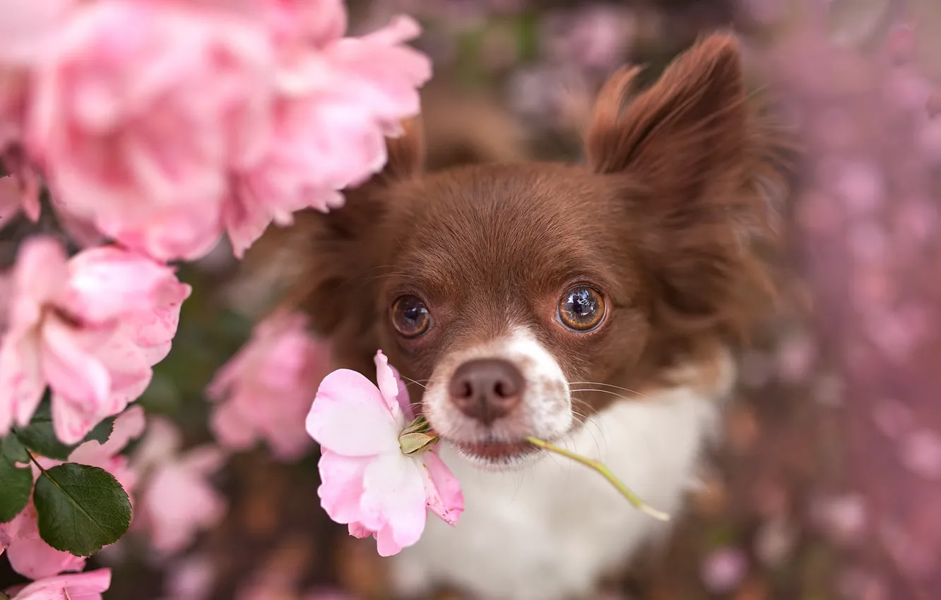 Photo wallpaper look, flowers, each, dog