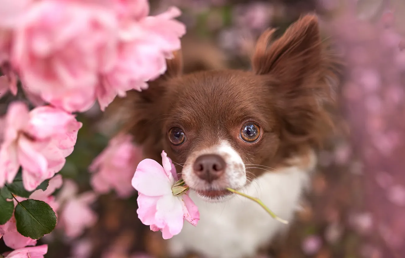 Photo wallpaper flower, look, each, dog