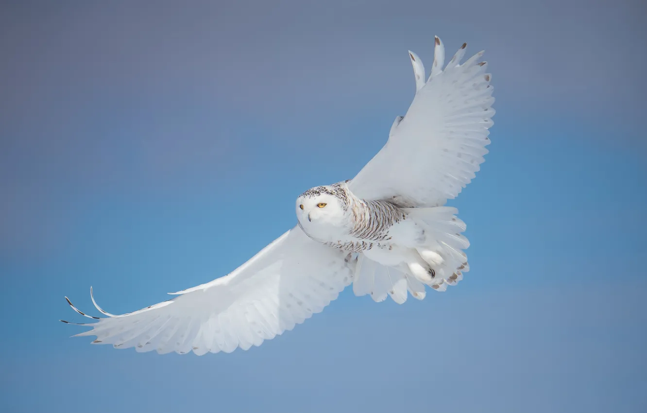 Photo wallpaper winter, white, look, light, snow, flight, pose, owl