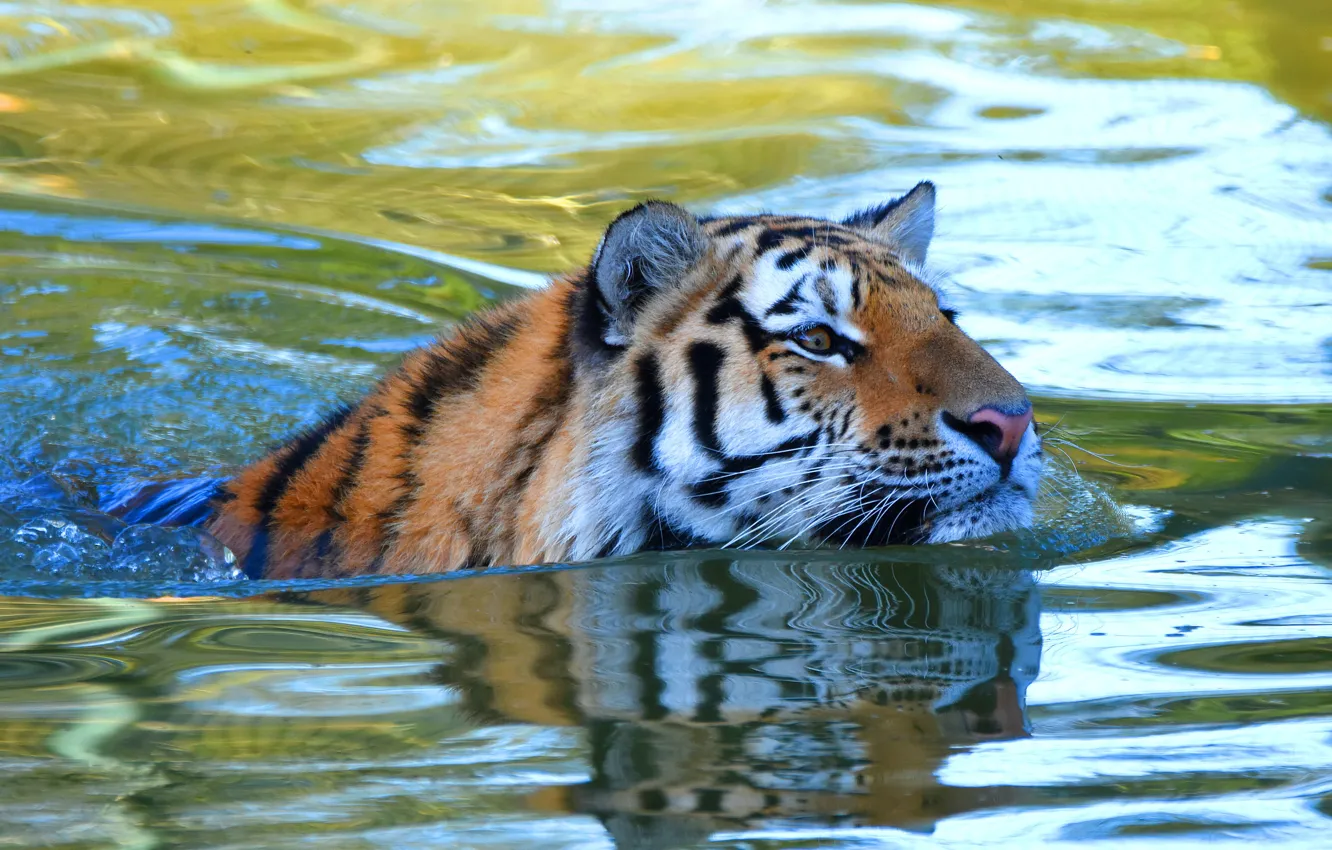 Photo wallpaper look, face, water, tiger, bathing, pond, swimming