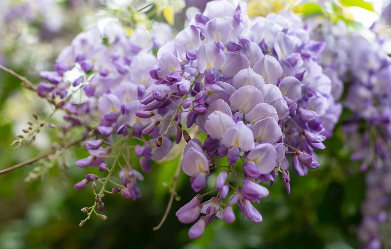 Photo wallpaper flowers, lilac, bokeh, vines, inflorescence, Wisteria, Wisteria