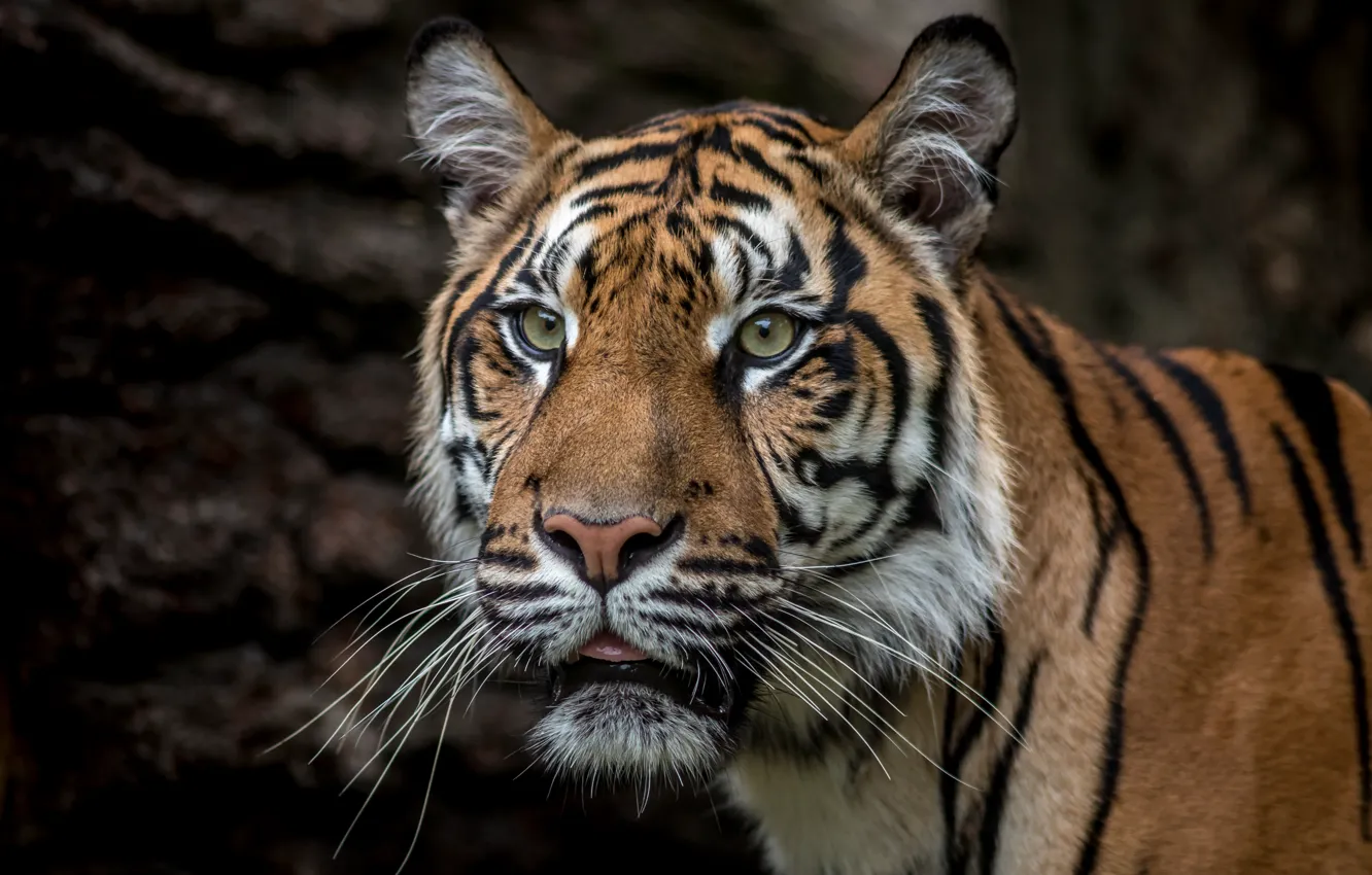 Photo wallpaper look, face, nature, tiger, pose