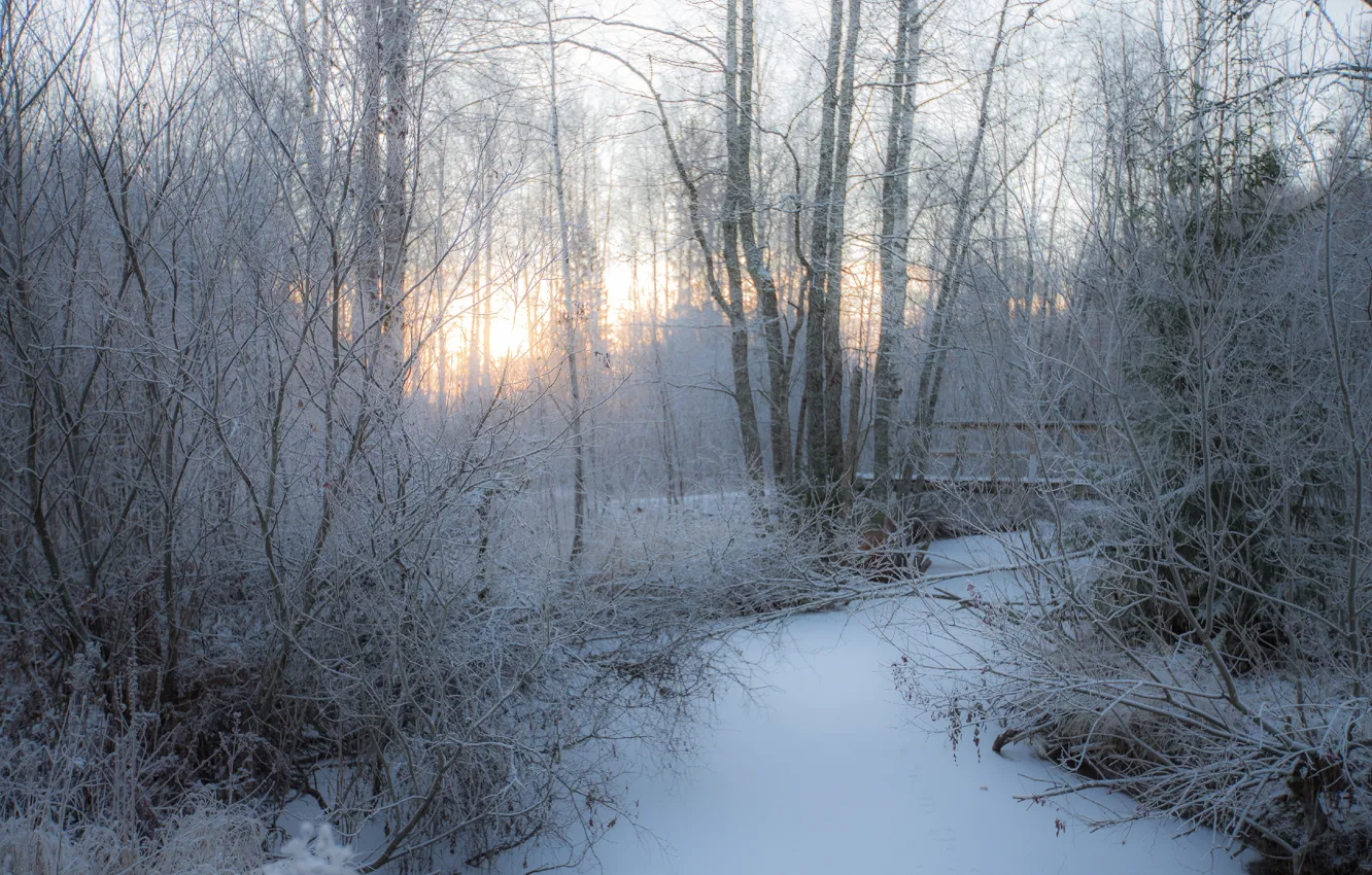 Photo wallpaper winter, frost, forest, light, snow, trees, branches, nature