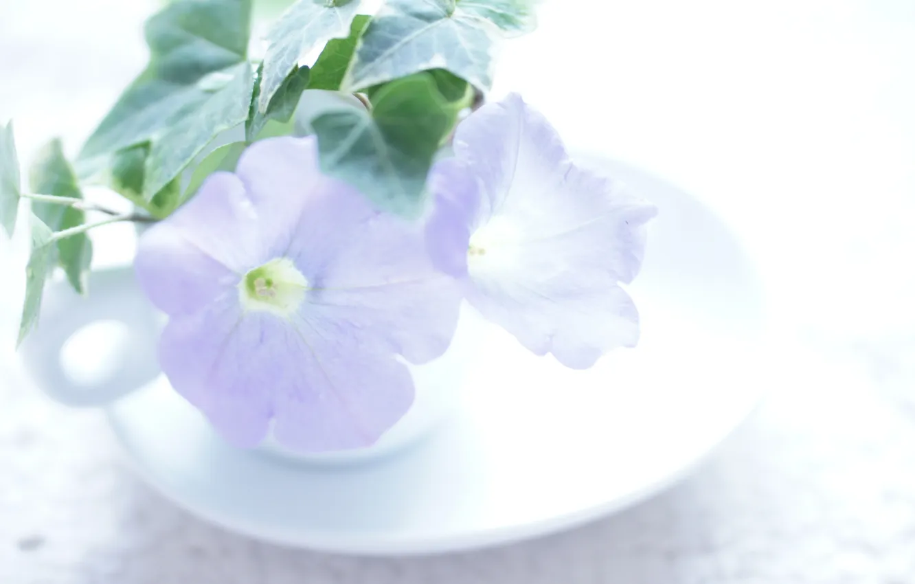 Photo wallpaper leaves, flowers, Cup, saucer, Petunia