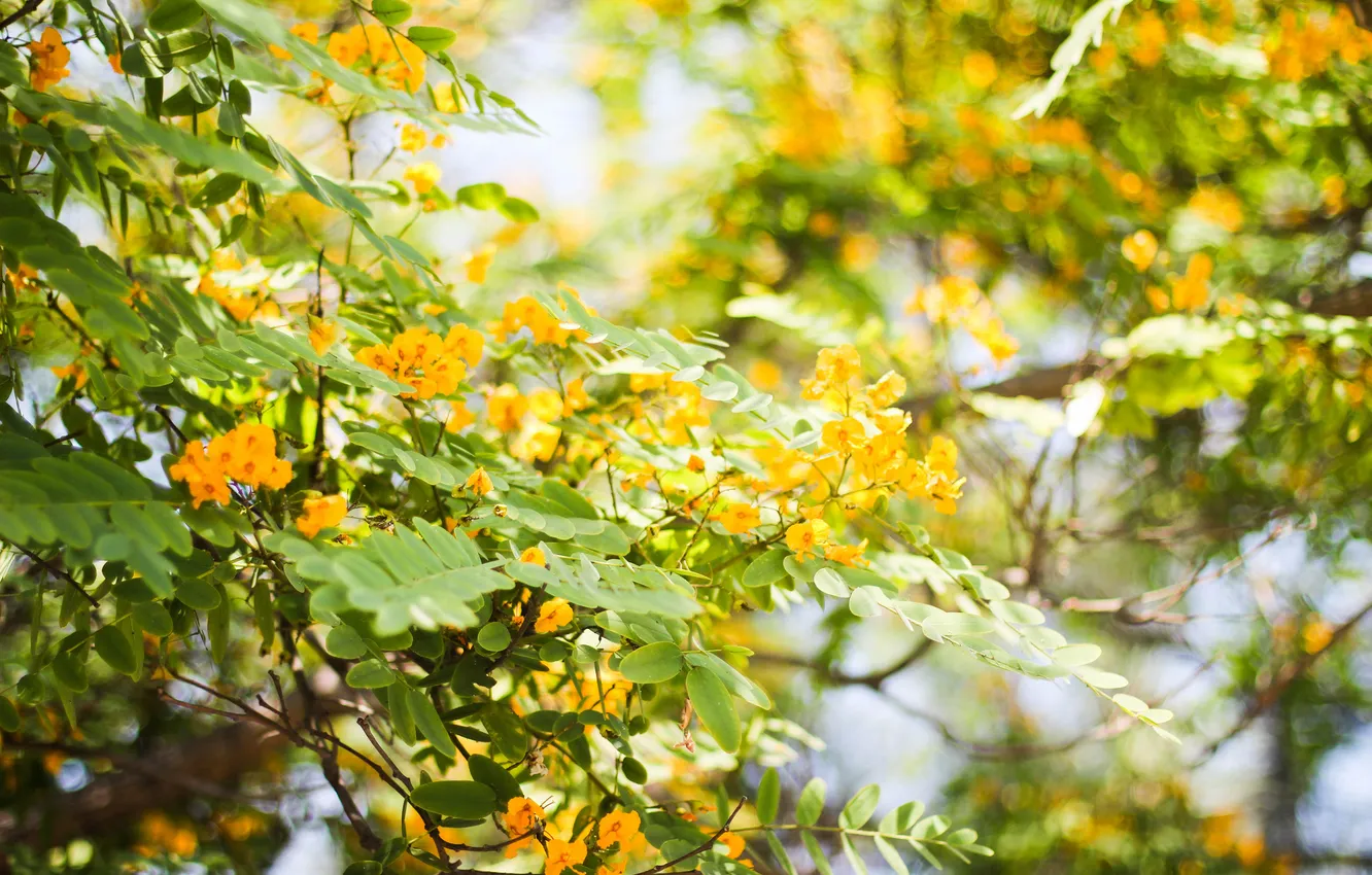 Photo wallpaper leaves, flowers, the bushes, bokeh