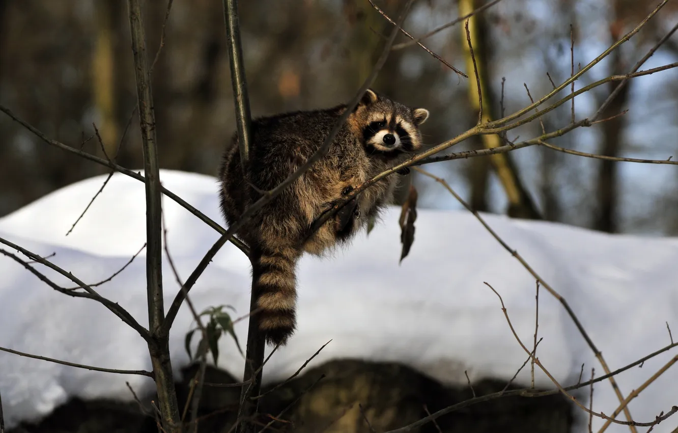 Photo wallpaper look, branches, raccoon