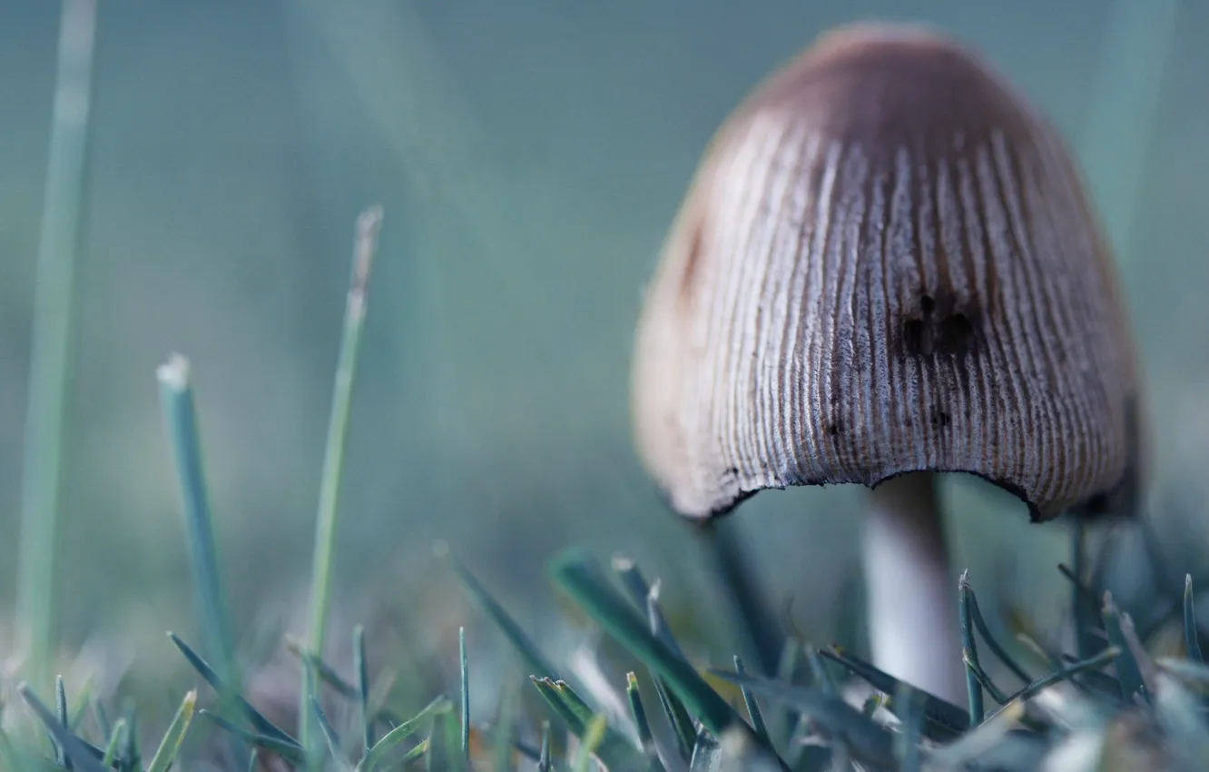 Photo wallpaper grass, macro, fog, morning, Mushroom