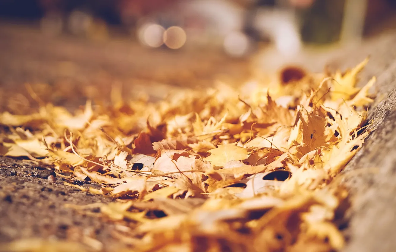 Photo wallpaper autumn, leaves, nature