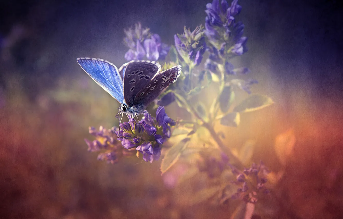 Photo wallpaper nature, butterfly, nature, butterfly, lavender, lavender