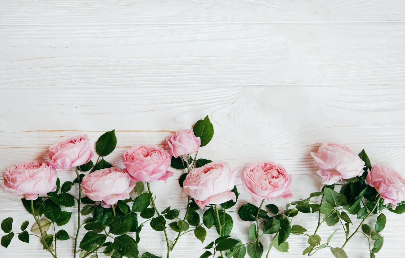 Photo wallpaper white, background, roses