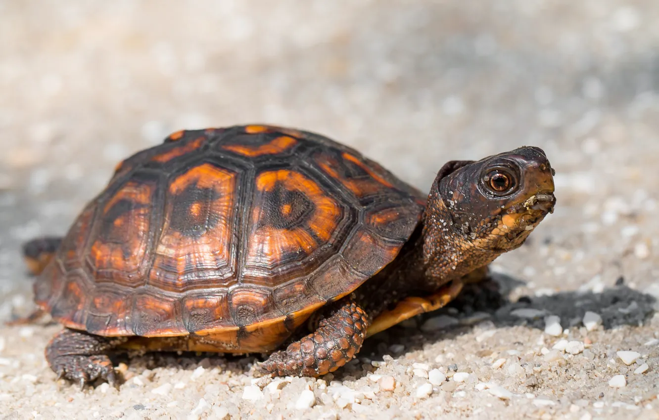 Photo wallpaper sand, look, light, nature, pattern, turtle, shadow, red