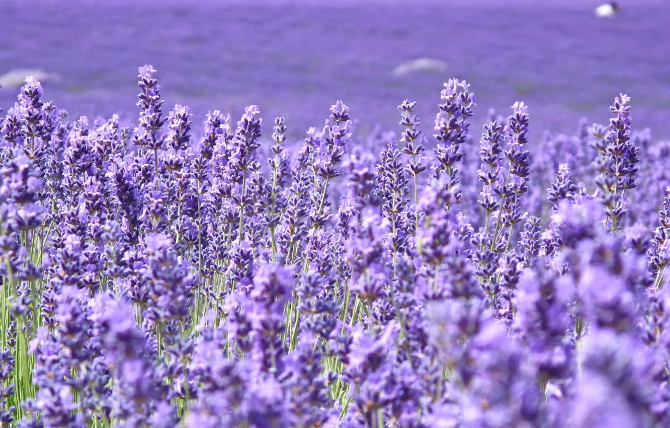 Photo wallpaper field, flowers, background, widescreen, Wallpaper, field, blur, purple