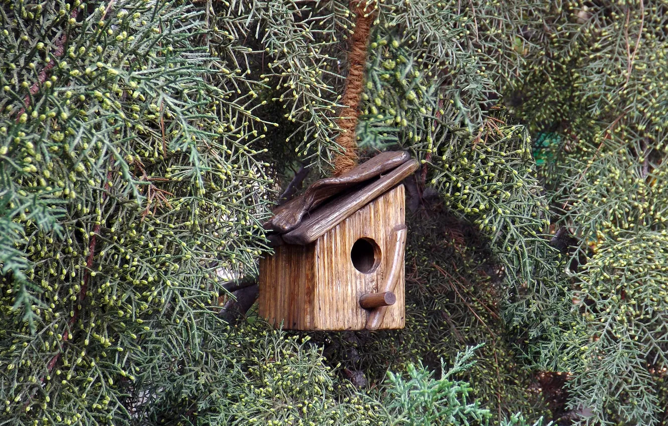 Photo wallpaper trees, branches, birdhouse, house, needles