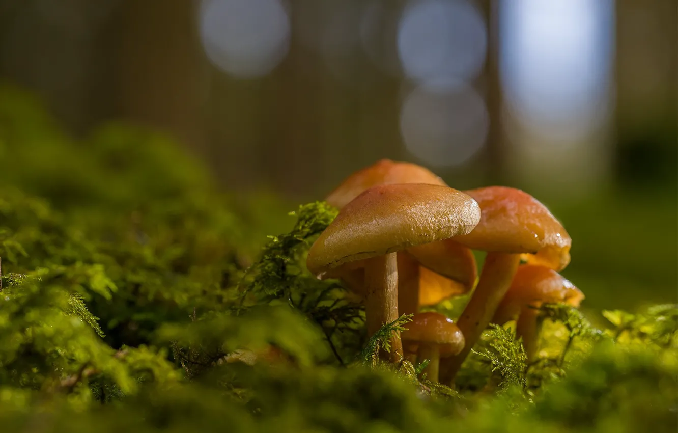 Photo wallpaper forest, mushrooms, bokeh, family