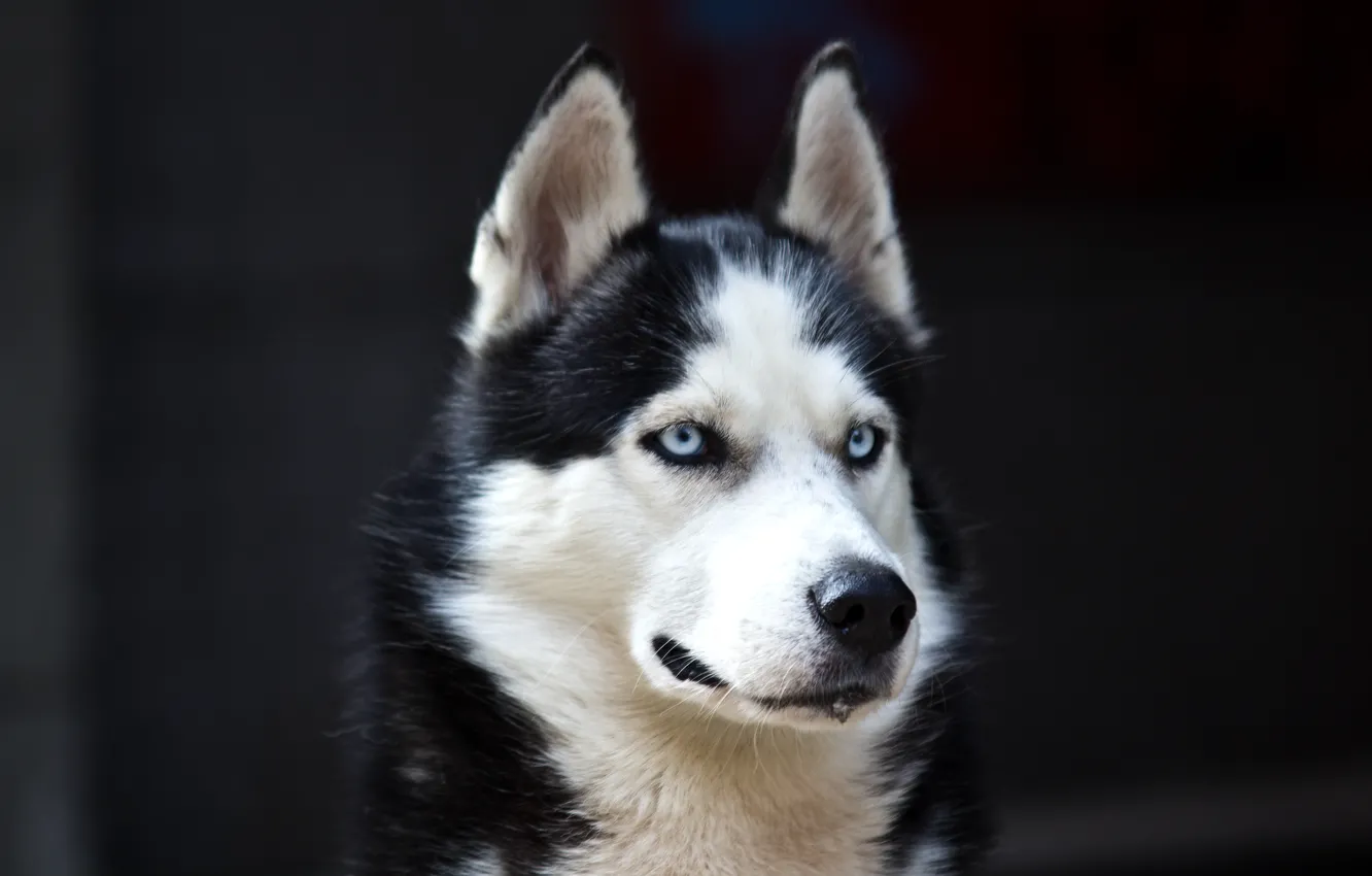Photo wallpaper white, Dog, black, danger, Husky, cute, Blue eyes