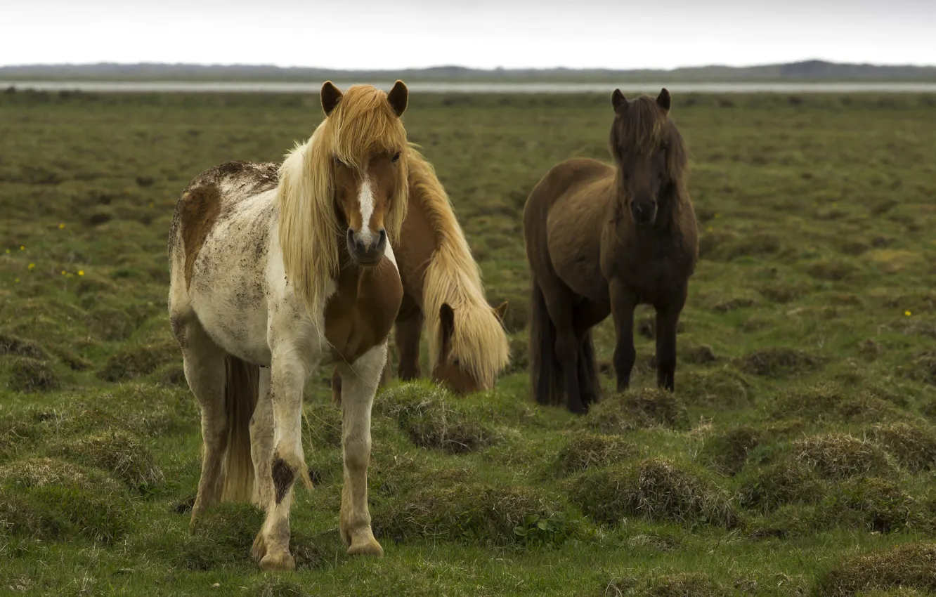 Photo wallpaper field, summer, the sky, grass, look, horse, horse, pasture