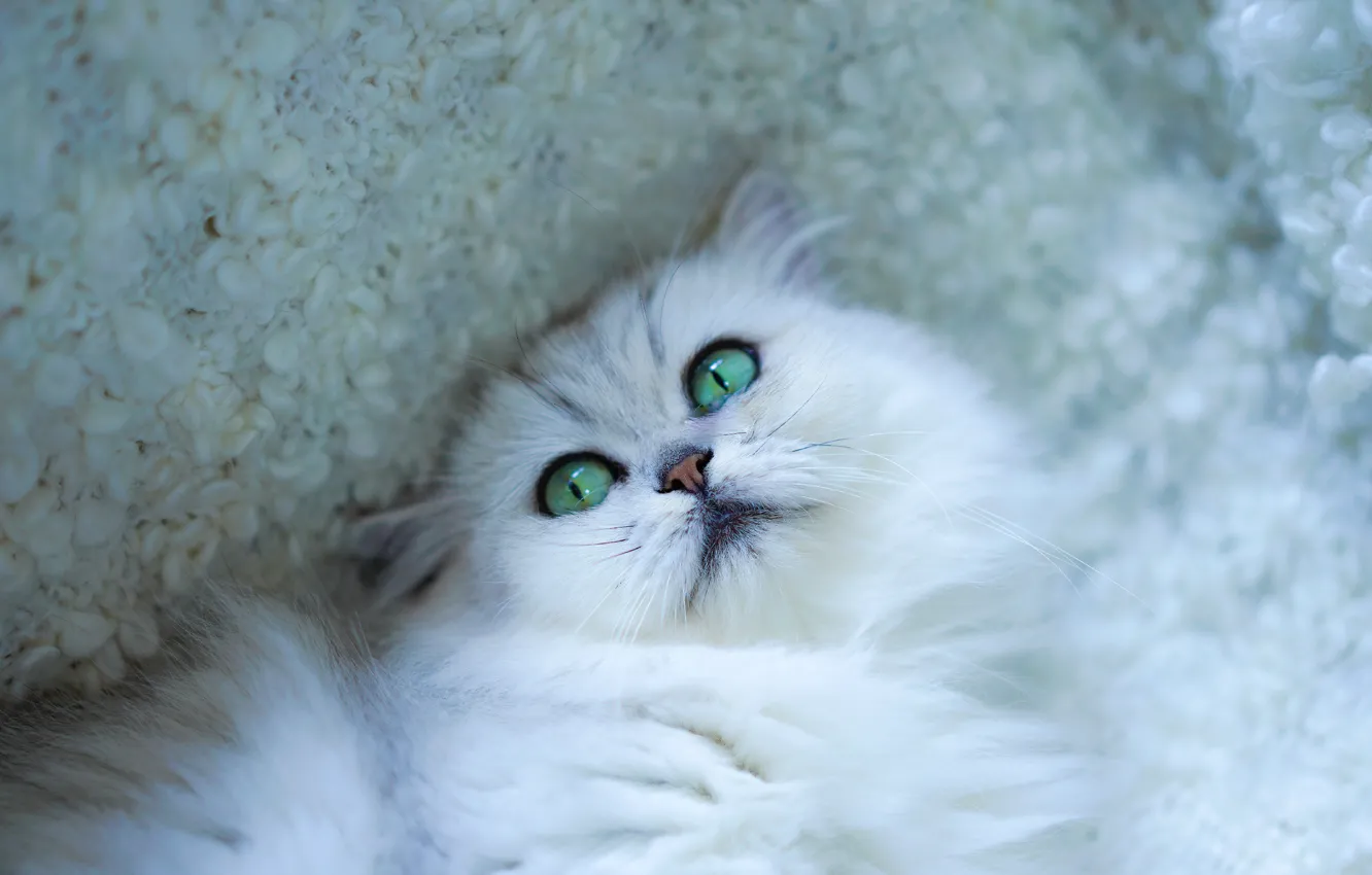Photo wallpaper cat, cat, look, face, portrait, blanket, lies, white