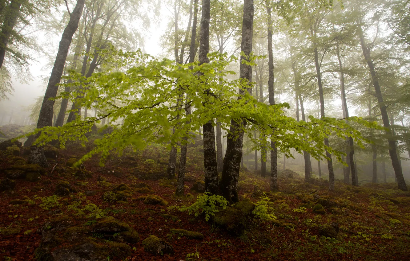Photo wallpaper autumn, forest, trees, fog, slope