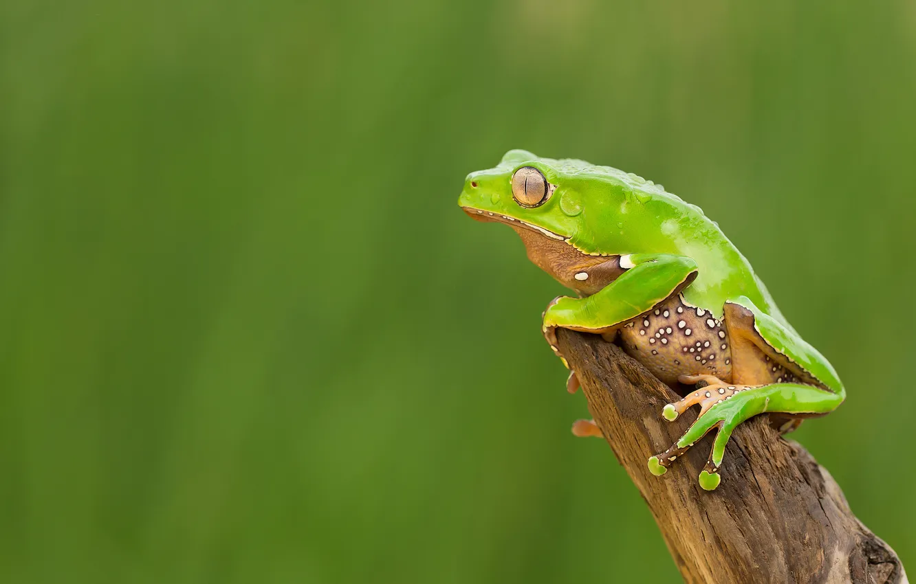 Photo wallpaper green, background, frog