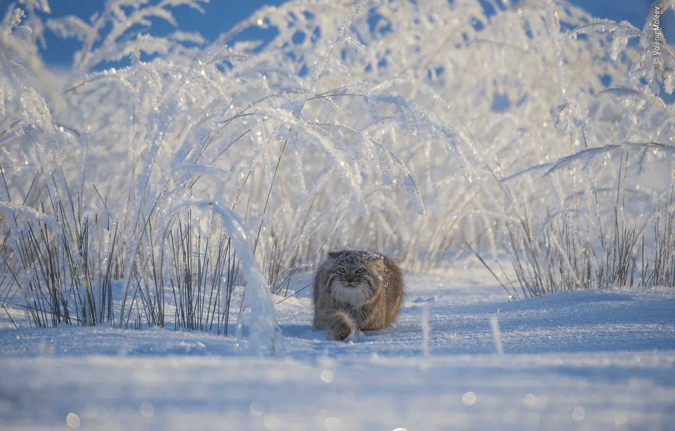 Photo wallpaper winter, snow, manul, Mongolia, Valery Maleev