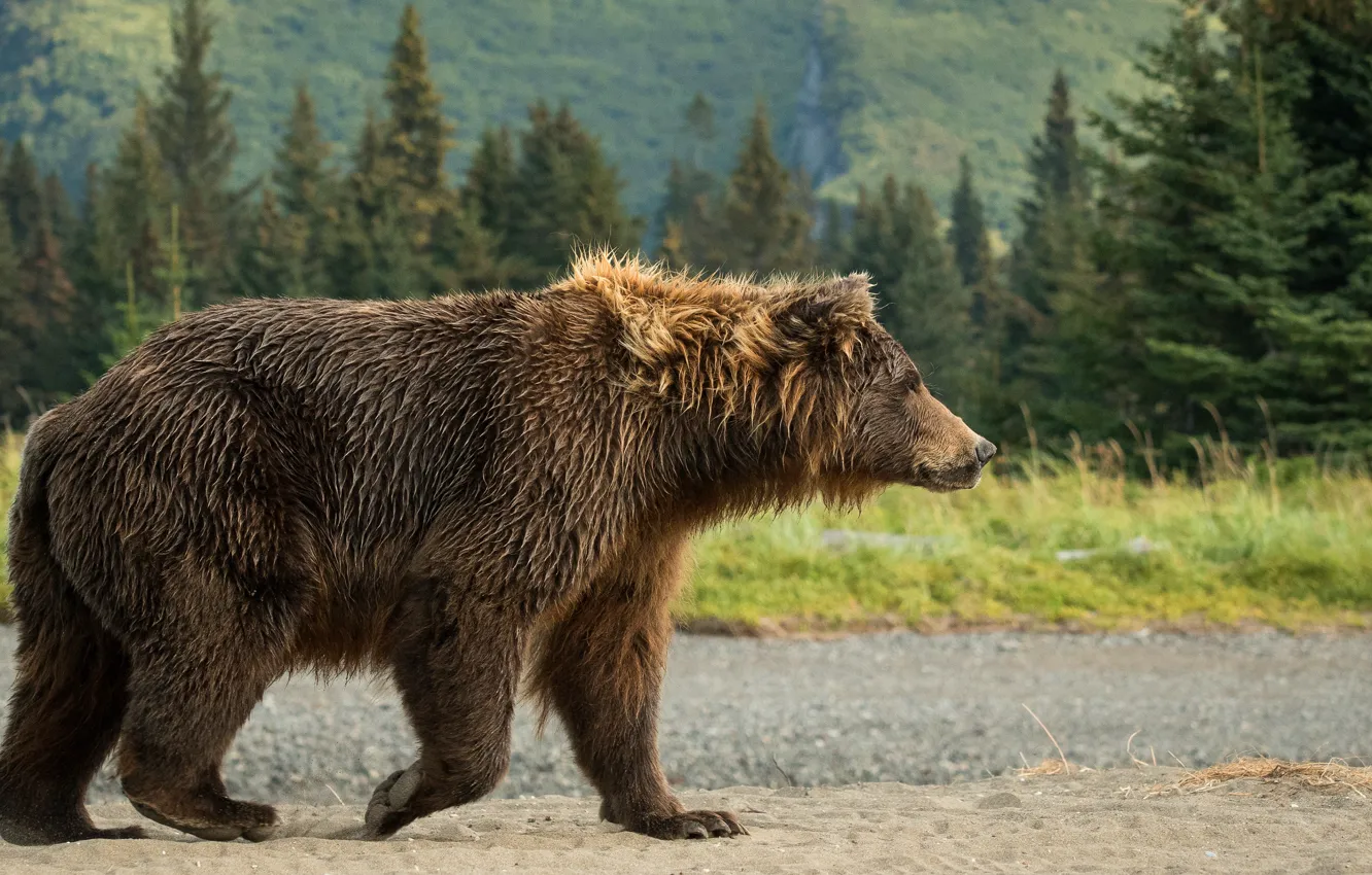 Photo wallpaper forest, bear, walk